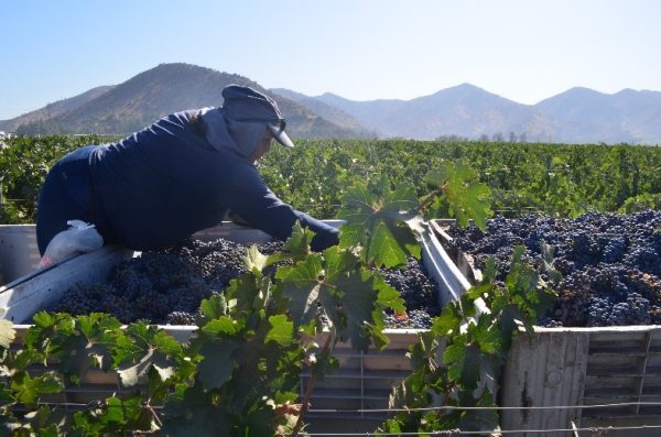 Viña Santa Rita wraps harvest after warmest vintage for 70 years