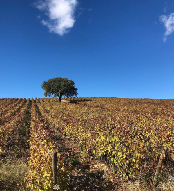 Marchesi Frescobaldi acquires Poggio Verrano