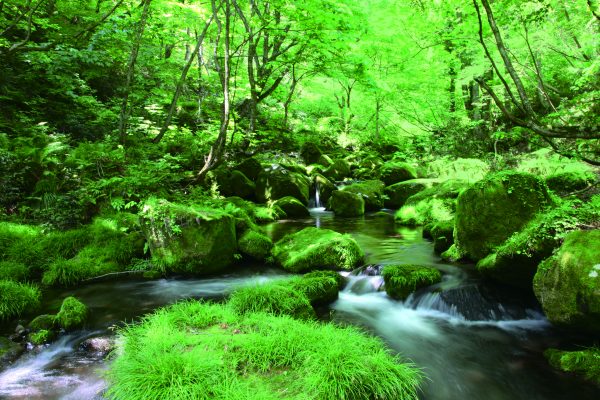 Suntory named global leader in engaging suppliers on green issues