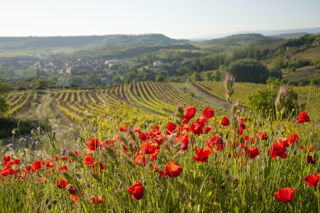 Bodegas Riojanas: finding the 'perfect match' outside of Rioja