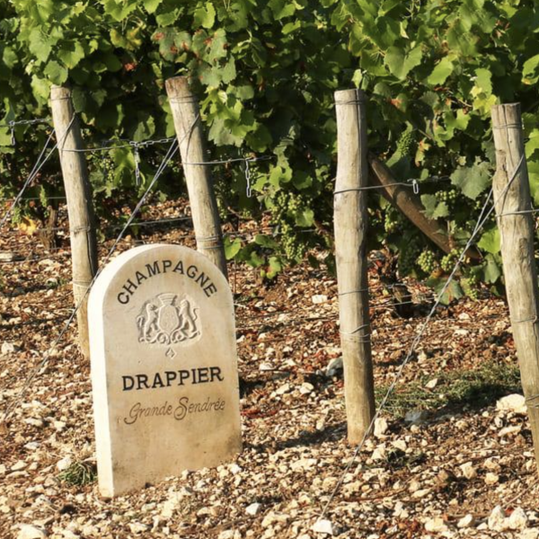 Drappier becomes first to grow all eight Champagne grapes