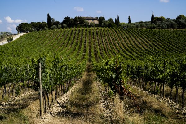 Ruffino forms winemaking council