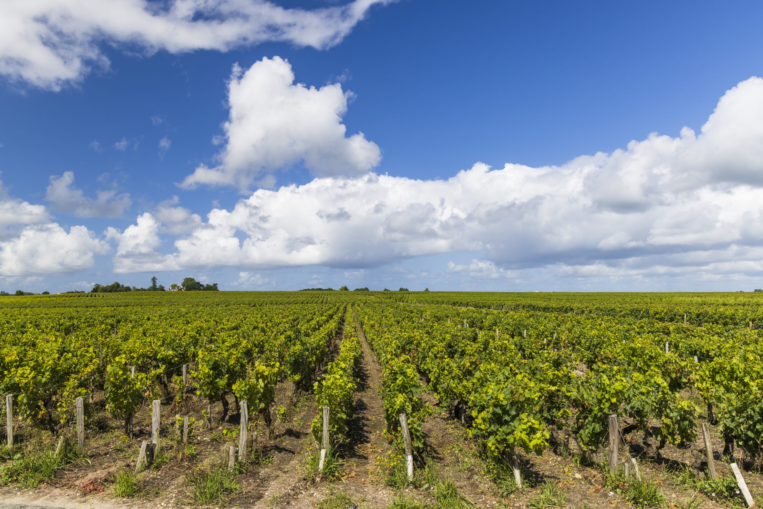 Bordeaux 2022 en primeur: the satellite right-bank appellations - The  Drinks Business