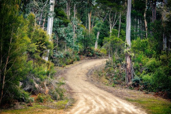 Woman survives five days in Australian bush on wine and sweets