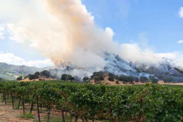 Could this app protect winegrowers against wildfires?