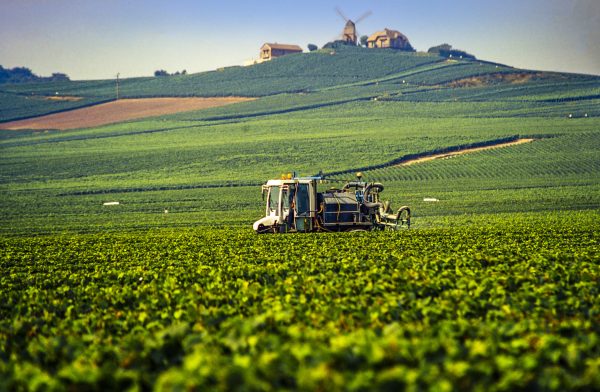 What’s fuelling the Champagne herbicide debate?