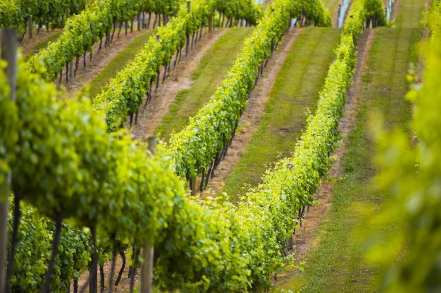 A Treasury WInes vineyard (image courtesy of Treasury Wines)