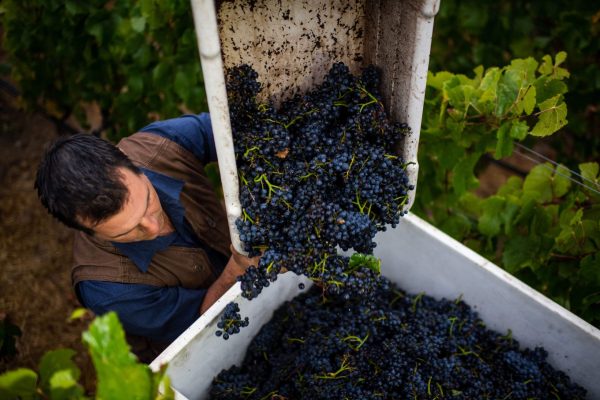 How foot treading on grapes has hopped across the Pond 