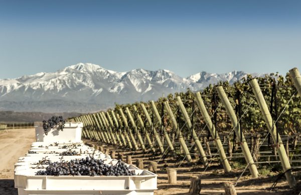 Argentina’s 2023 harvest: The year everyone wants to taste