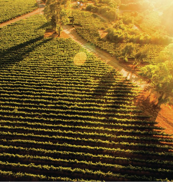 Jacob’s Creek workers strike over concern for jobs