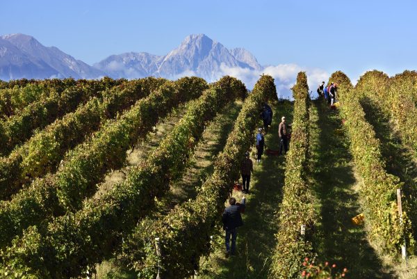 Abruzzo: eight wine trends to watch out for
