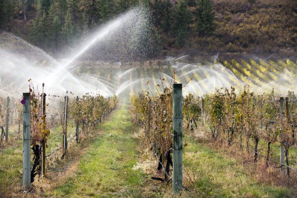 Languedoc winemakers push for irrigation rights