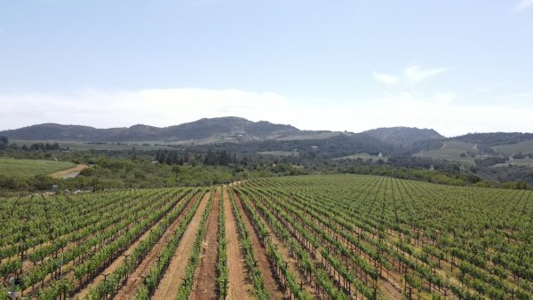 Shafer acquires ‘world class’ Napa vineyard