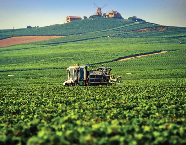 The price of success: how Champagne plans to balance supply and demand