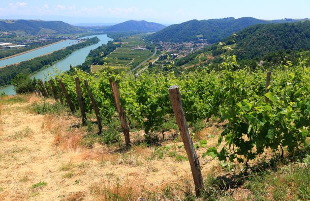 Wine Society champions ‘classic, cooler style’ of Rhône in 2024