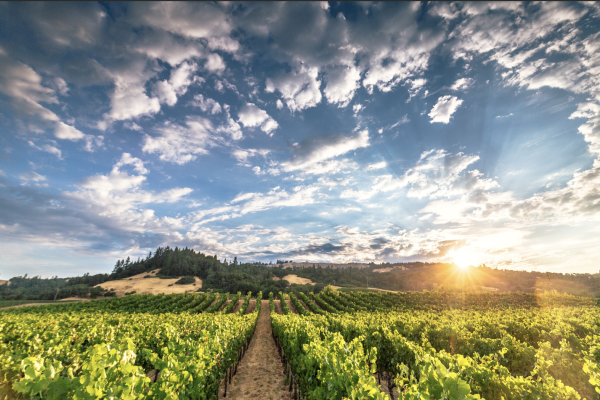 The Donum Estate acquires Savoy Vineyard in Anderson Valley