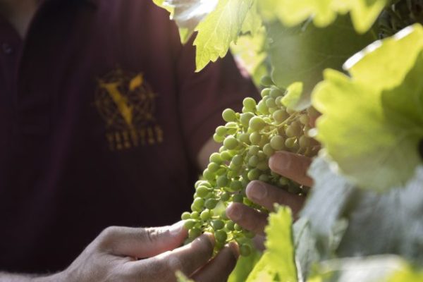 How Vitevis is pioneering sustainable winemaking in Veneto