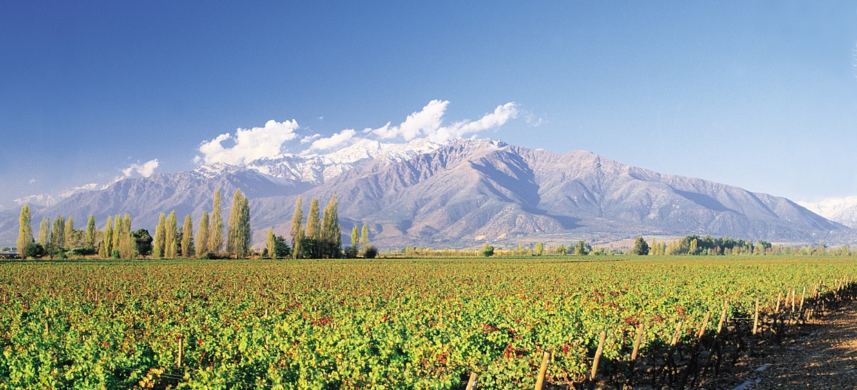 Puente Alto Masterclass The Drinks Business