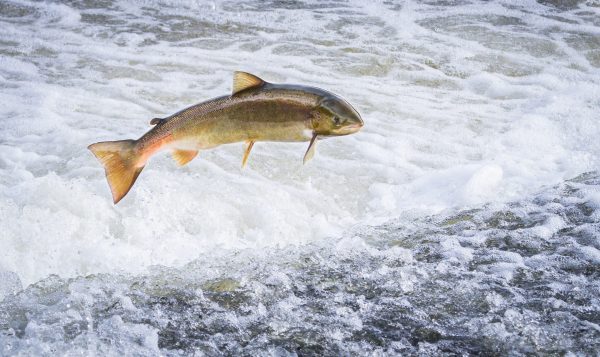 How beer is helping salmon find its way back home