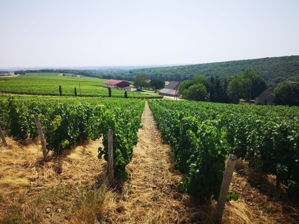 Saumur and Sancerre: Langlois-Chateau shifts focus