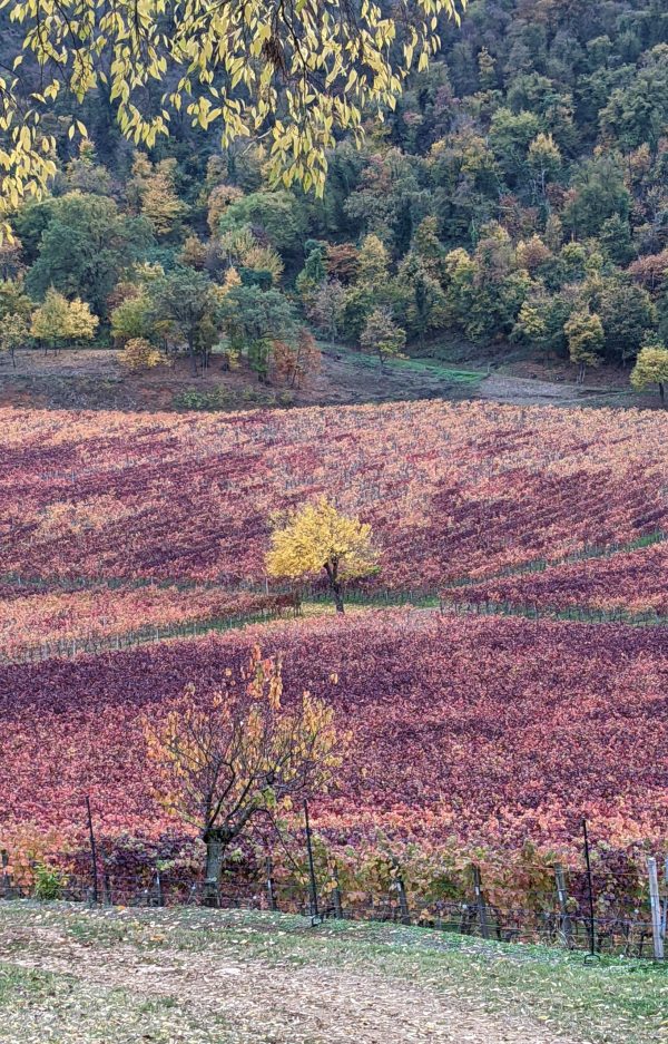 Colli Berici: a hidden gem in the Veneto region