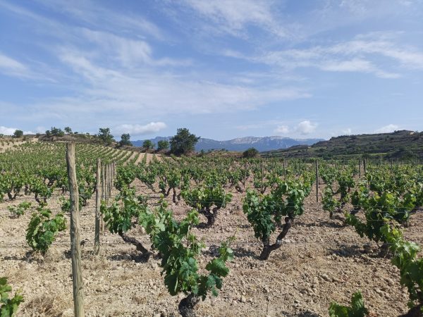 Artadi on why growing organically is key to expressing terroir