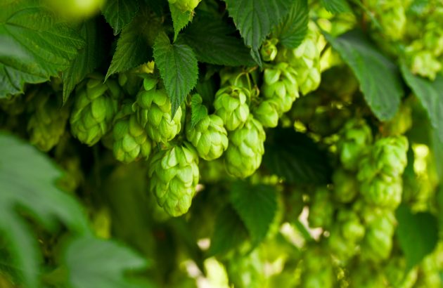 Bavarian farmer proves hops can thrive under solar panels