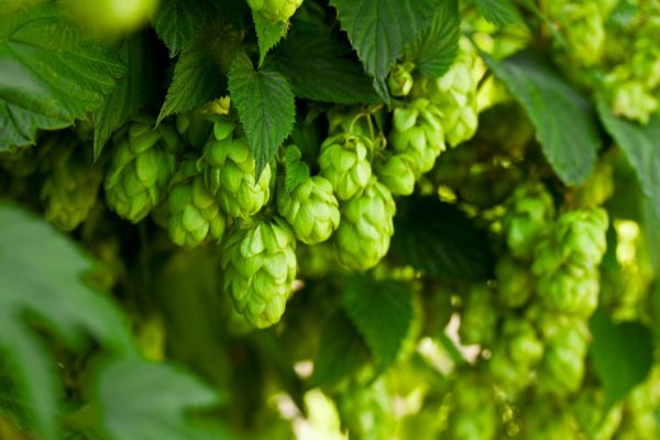 Bavarian farmer proves hops can thrive under solar panels