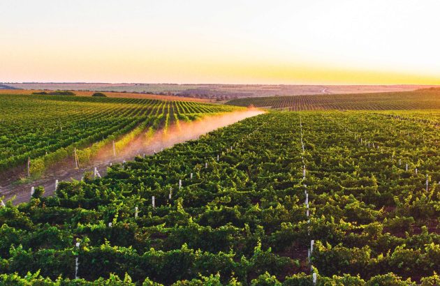 Sălcuța delivers true masters from Moldova