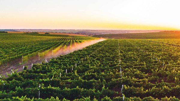 Sălcuța delivers true masters from Moldova