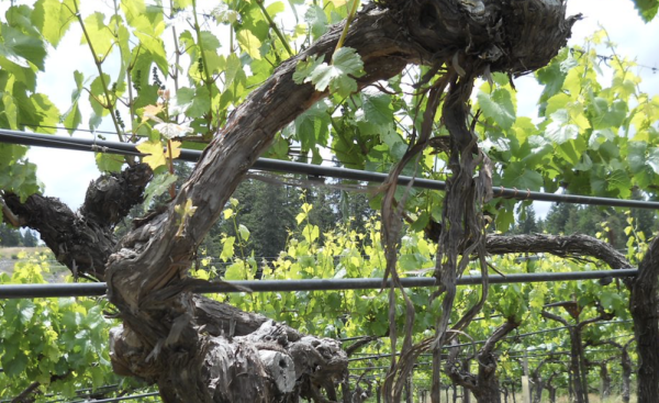A simple vineyard strategy cuts water usage by one-third