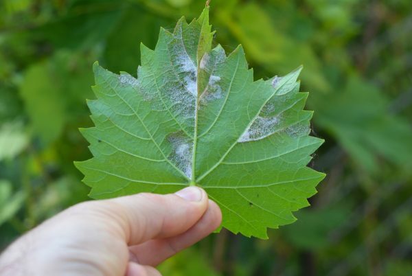Bordeaux sees early mildew outbreak