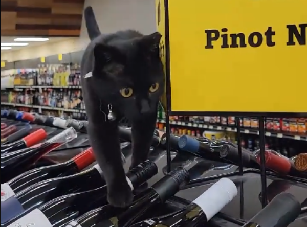 International Cat Day: Liquor store cat goes viral on TikTok