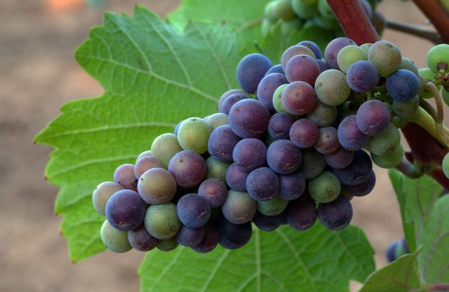 Do we finally known where wine came from?