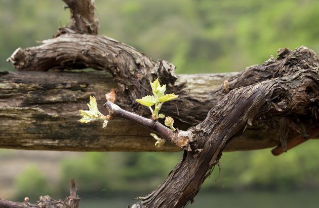 Could microbiome help avoid grapevine trunk disease?