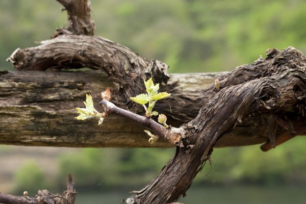 Could microbiome help avoid grapevine trunk disease?