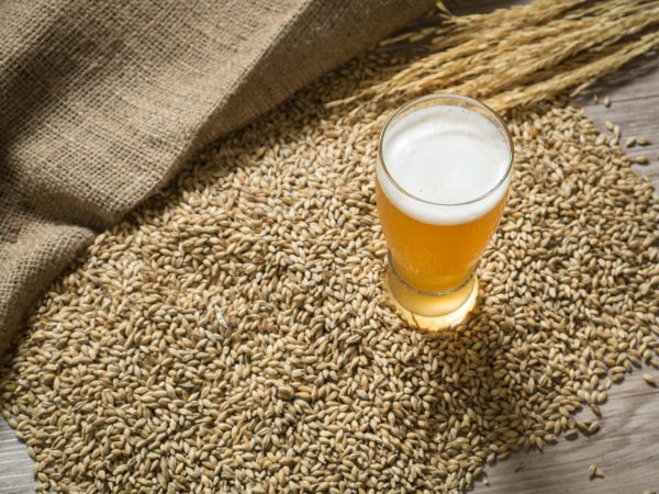Beer could exert ‘greater effects than probiotics’ say scientists