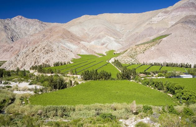 Why it’s drought, not heat, that threatens Chilean viticulture