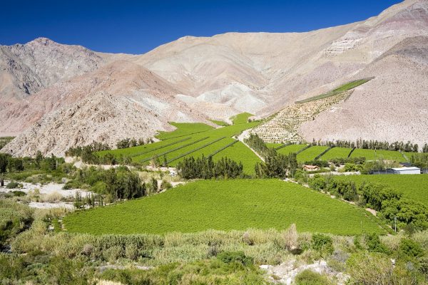 Why it’s drought, not heat, that threatens Chilean viticulture