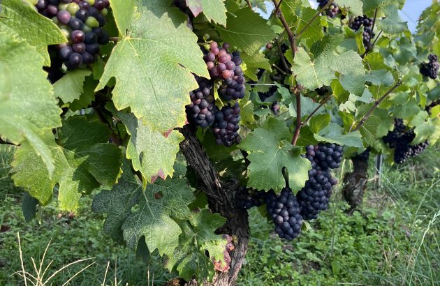 Incomparable vintage in Champagne features heaviest bunches on record