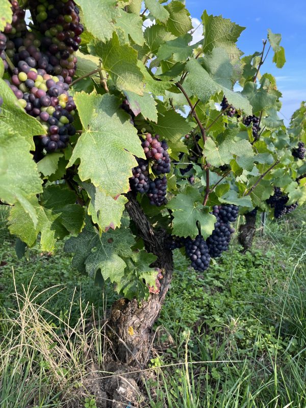 Incomparable vintage in Champagne features heaviest bunches on record