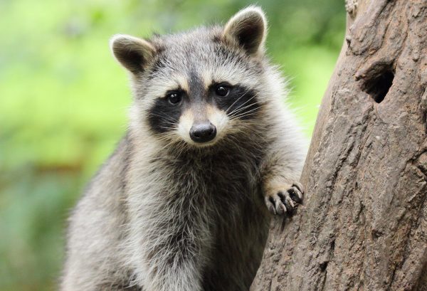 Beer drinking racoons cause havoc in Germany