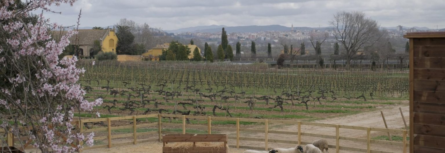 Why ‘regenerative viticulture’ is gaining ground among major wine