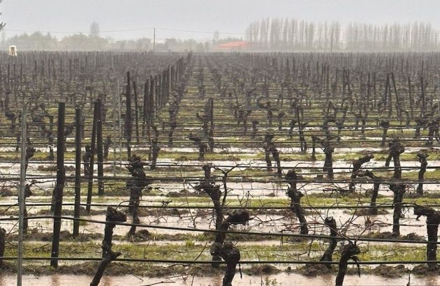 El Niño unleashes severe floods on Chile’s vineyards