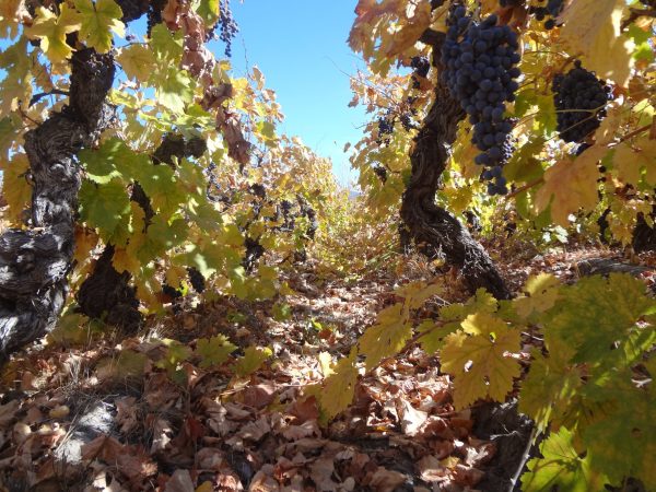 What’s driving innovation in Chile’s wine scene?