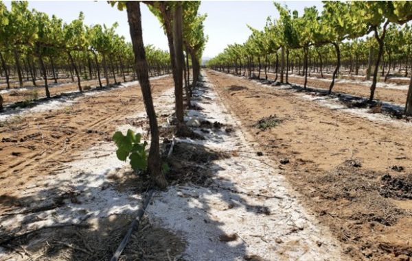 Can winemakers navigate excessive salt in soils?