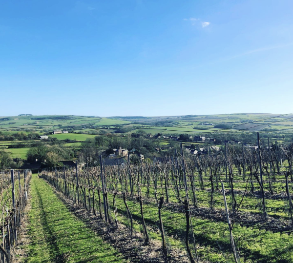 Steven Spurrier’s Dorset vineyard sold