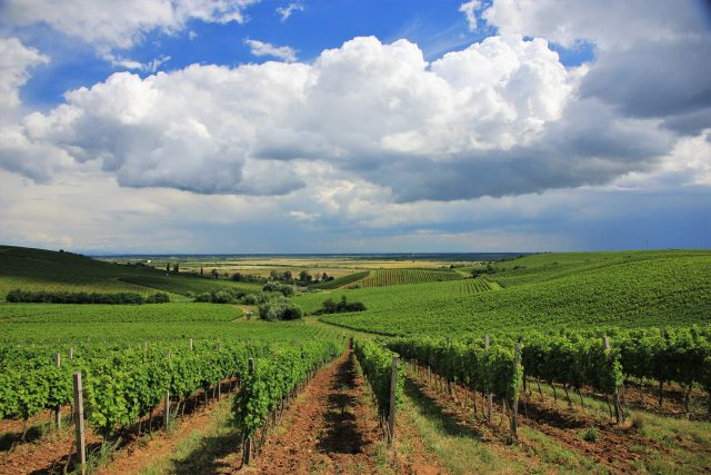 Wines of Ukraine holds inaugural UK tasting