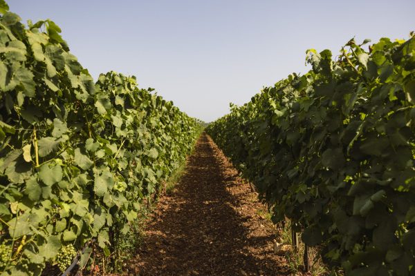 Italian wine giant publishes inaugural sustainability report