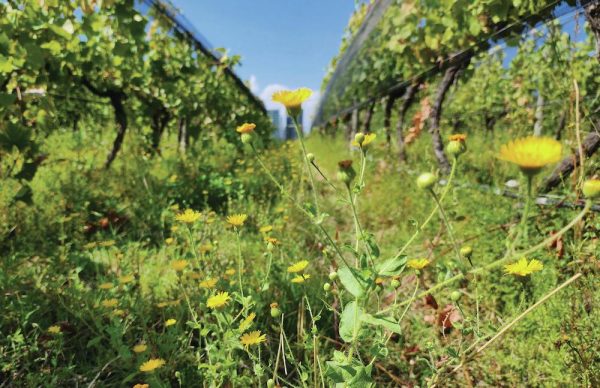 Domaine Bousquet: a ROC star